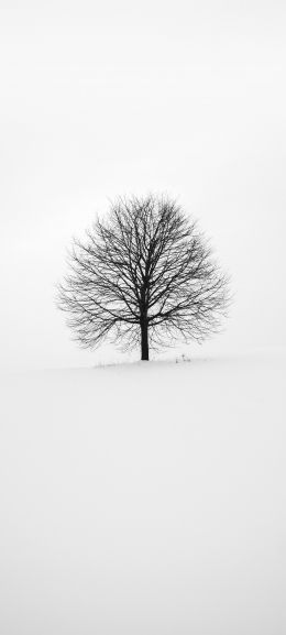 tree, white, aesthetics Wallpaper 1440x3200