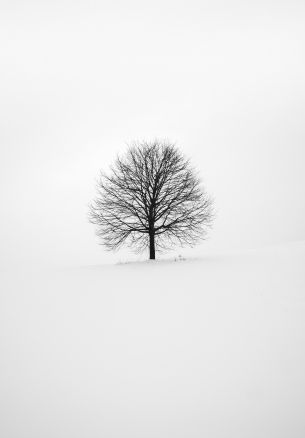 tree, white, aesthetics Wallpaper 1640x2360