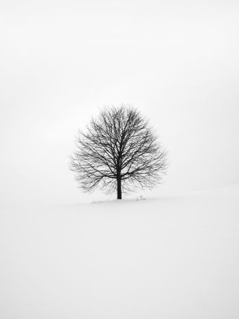 tree, white, aesthetics Wallpaper 2048x2732