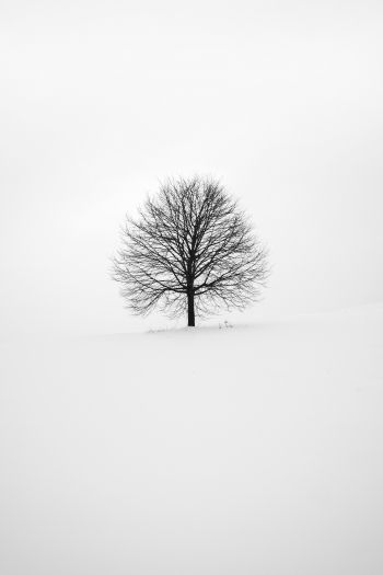 tree, white, aesthetics Wallpaper 640x960