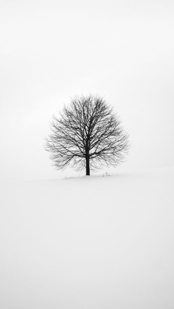 Обои 640x1136 дерево, белый, эстетика
