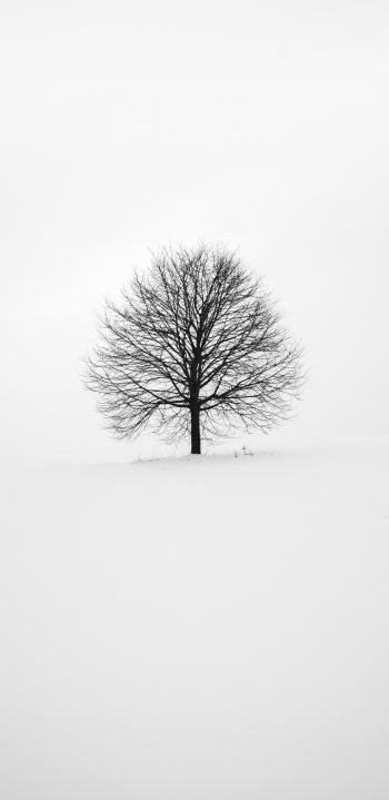 Обои 1080x2220 дерево, белый, эстетика