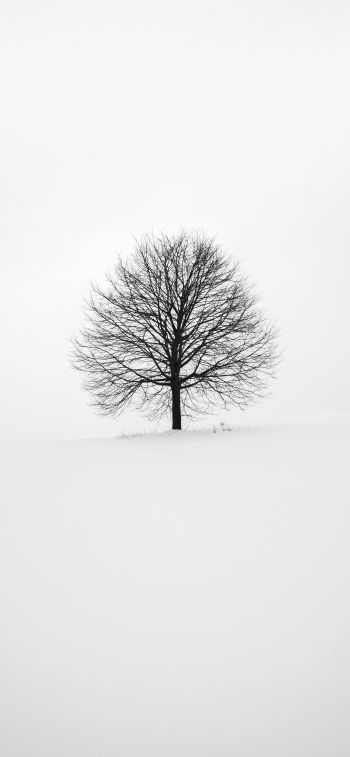 tree, white, aesthetics Wallpaper 1170x2532