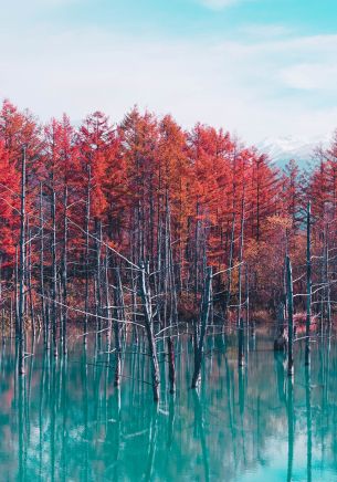 lake, forest, red Wallpaper 1668x2388