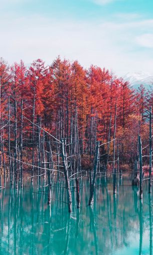 lake, forest, red Wallpaper 1200x2000