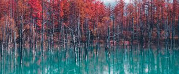 lake, forest, red Wallpaper 3440x1440