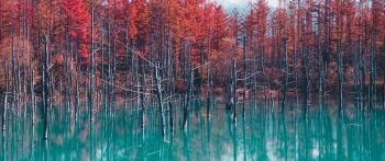 Обои 2560x1080 озеро, лес, красный