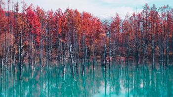 lake, forest, red Wallpaper 2048x1152