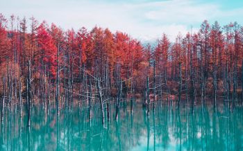 lake, forest, red Wallpaper 2560x1600