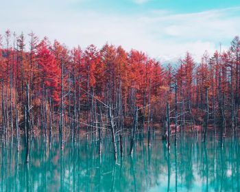 lake, forest, red Wallpaper 1280x1024