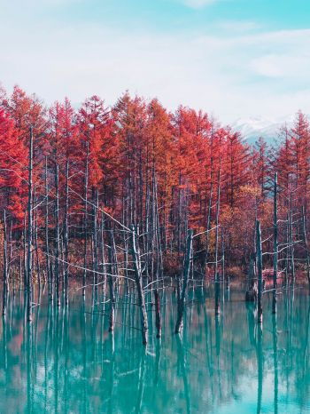 lake, forest, red Wallpaper 1668x2224