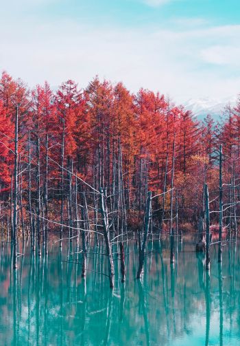 lake, forest, red Wallpaper 1640x2360