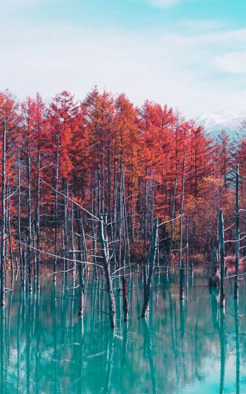 lake, forest, red Wallpaper 1200x1920