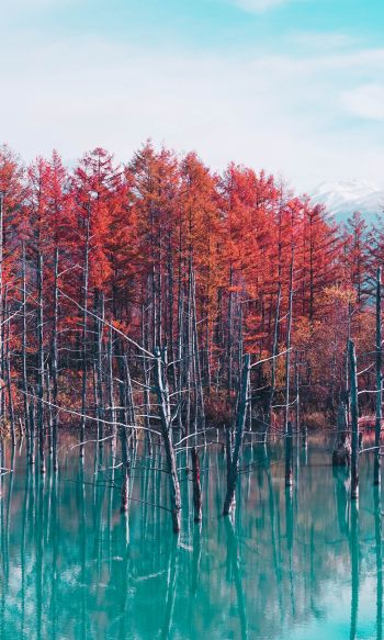 lake, forest, red Wallpaper 1200x2000