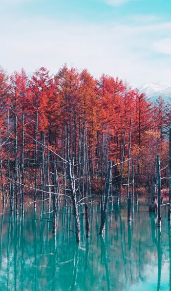 lake, forest, red Wallpaper 600x1024