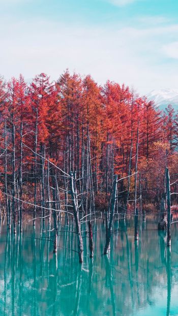 lake, forest, red Wallpaper 640x1136