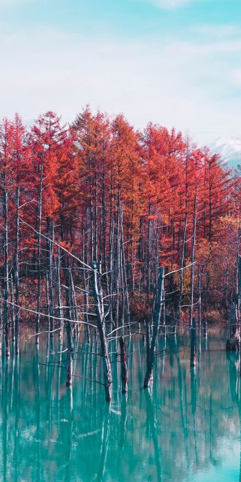 lake, forest, red Wallpaper 720x1440