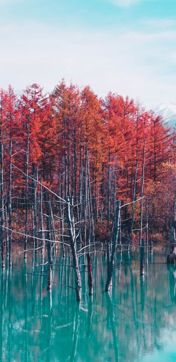lake, forest, red Wallpaper 1080x2220