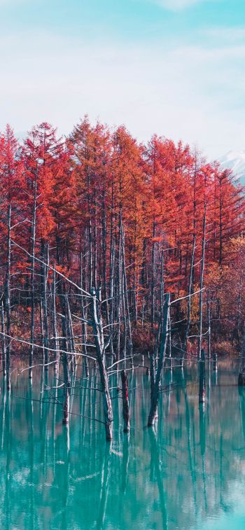 lake, forest, red Wallpaper 828x1792