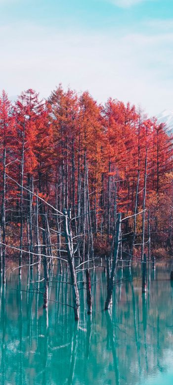 lake, forest, red Wallpaper 1080x2400