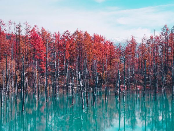 lake, forest, red Wallpaper 1024x768